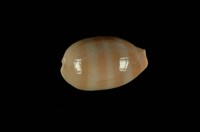 藏品(紫口寶螺)的圖片